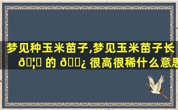 梦见种玉米苗子,梦见玉米苗子长 🦁 的 🌿 很高很稀什么意思